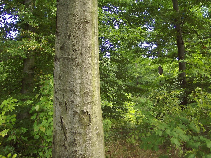 Bosco di faggi ricco di strutture nel nord del Volkenroder Wald