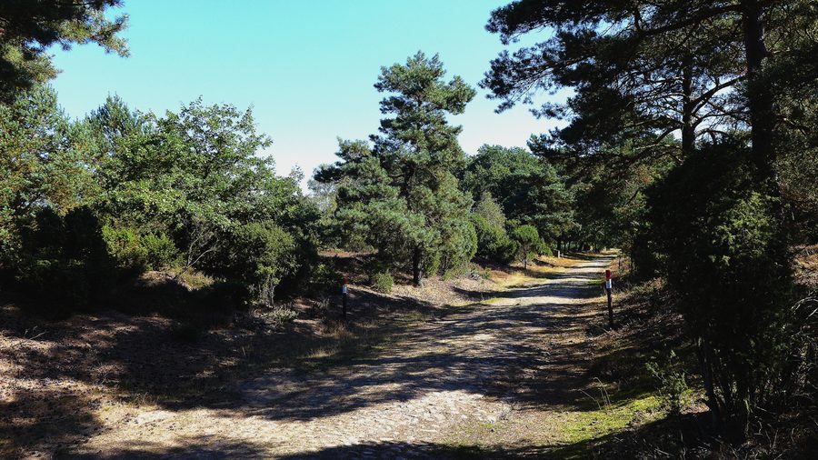 Paesaggio di brughiera con un’antica strada acciottolata nella Ellerndorfer Heide, nel circondario di Uelzen
