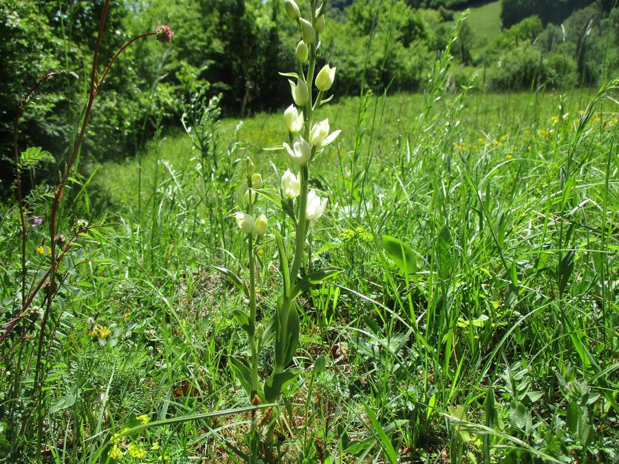 Platanthera bifolia sul sentiero delle orchidee di Gersheim nella riserva naturale del Bliesgau meridionale