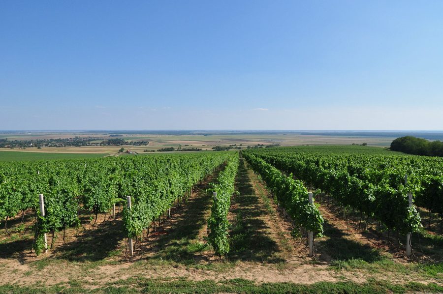 Strada del vino nella Baranja vicino a Zmajevac con tradizionale paesaggio di vigneti e cantine