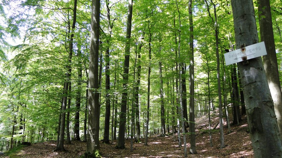 Faggeta sul Burgberg a Bieber, Biebergemünd, con indicazione per il Galgenberg