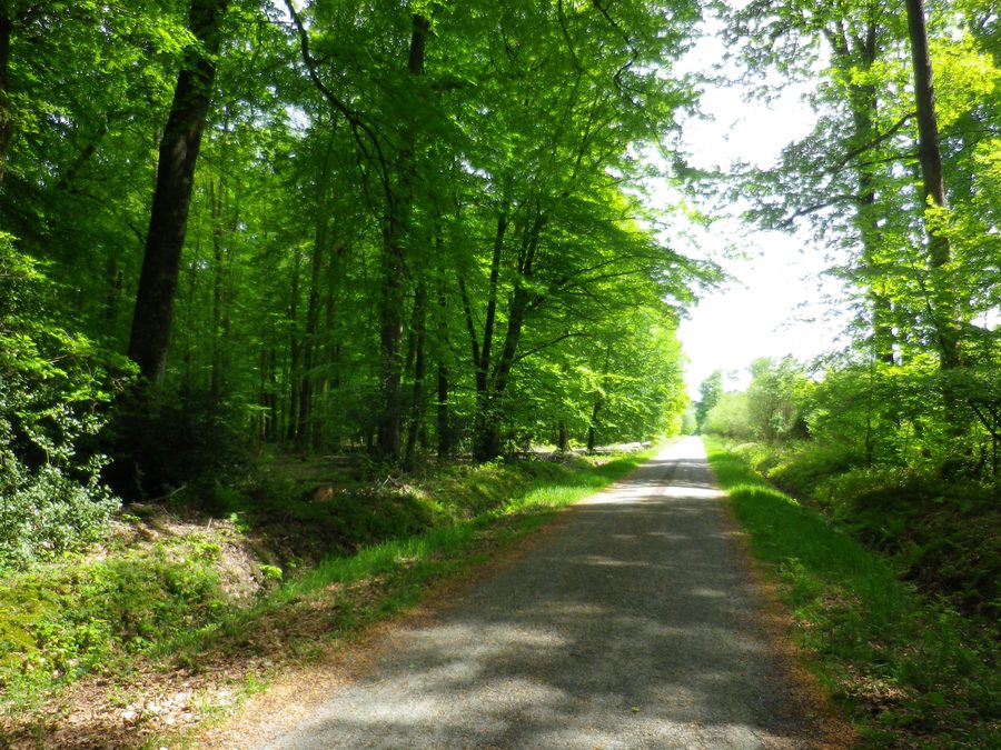 Vista dalla strada di Sainte Anne nella Riserva Naturale Regionale del Perche, Francia