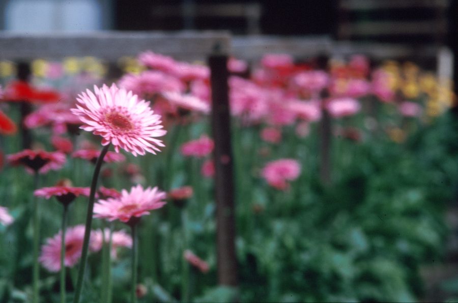 Gerbera rosa in una fattoria di fiori a Clayton South, Victoria