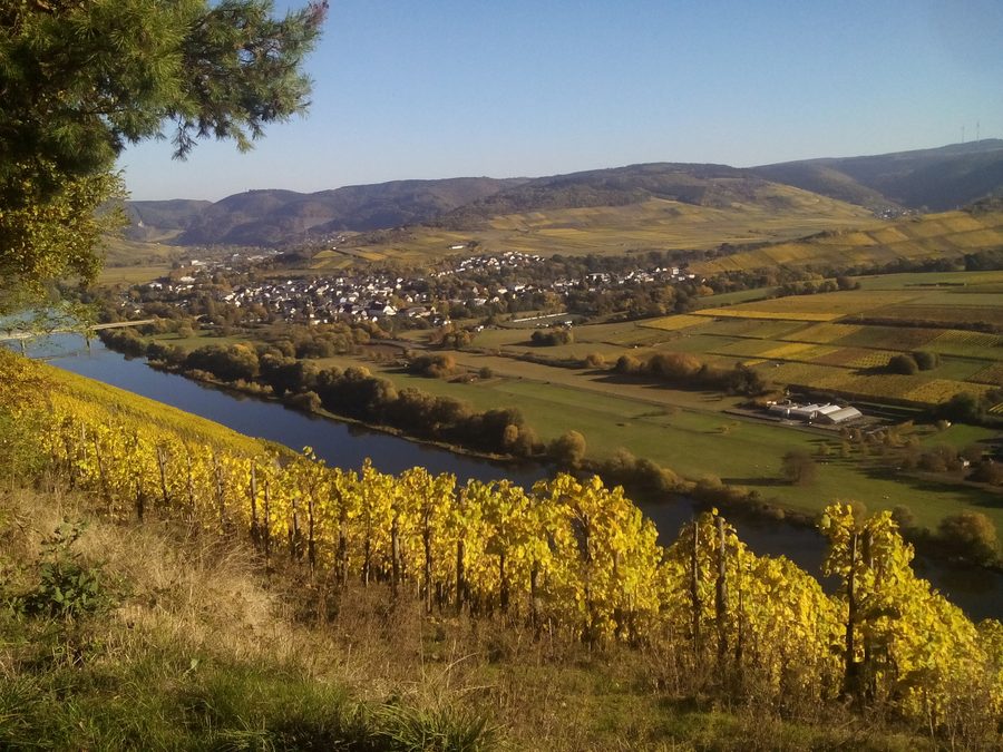 Vista da Brauneberg su Mülheim an der Mosel in autunno