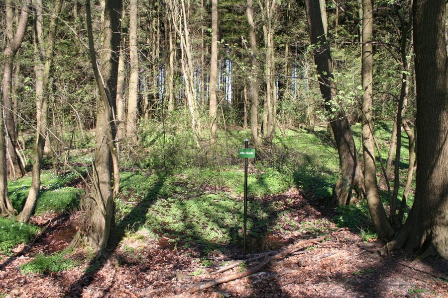 Sorgente della Bille vicino a Linau