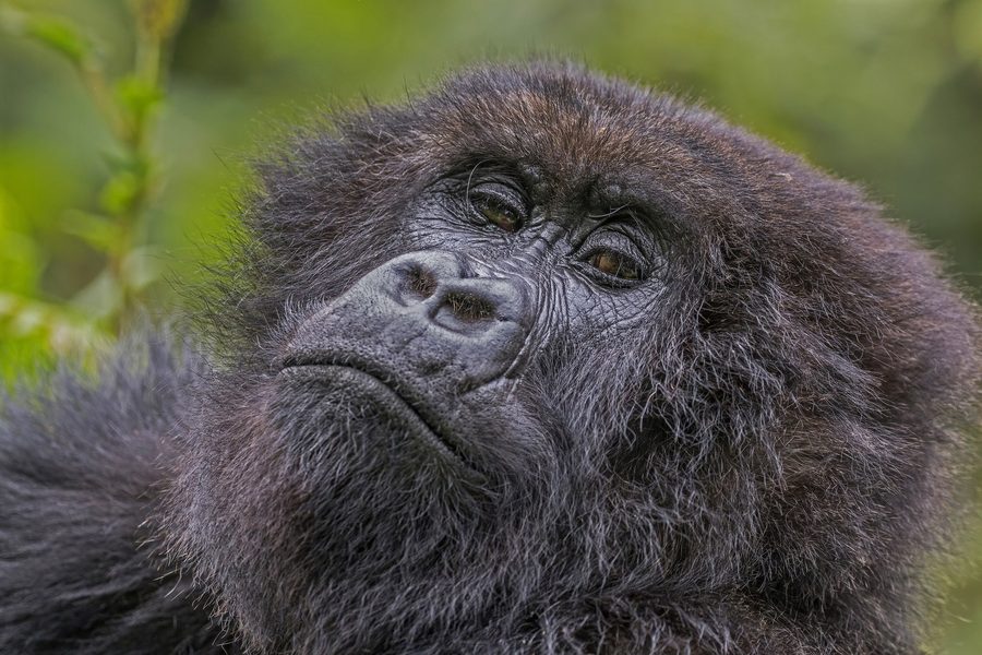 Gorilla di montagna in Ruanda