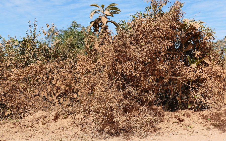 Vegetazione coperta di polvere lungo la Transpantaneira presso Poconé