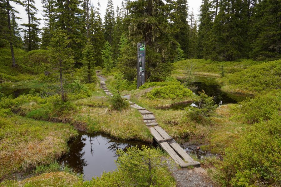 Sentiero didattico attraverso gli stagni di torba nella foresta primordiale di Rauris presso Kolm Saigurn nel Salisburghese