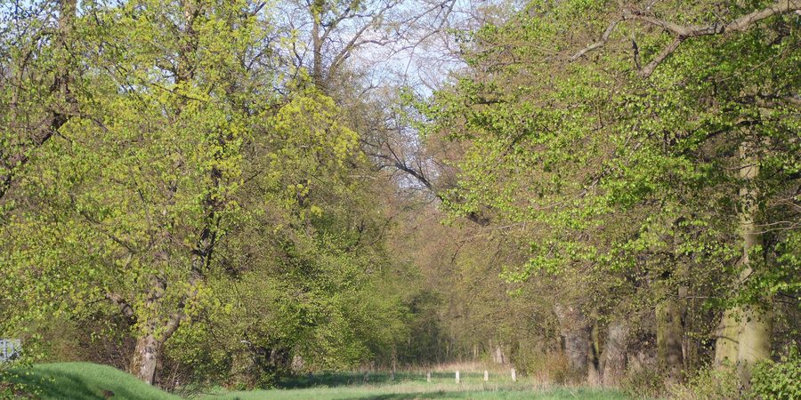 Castello di Rydzyna con un storico viale di tigli
