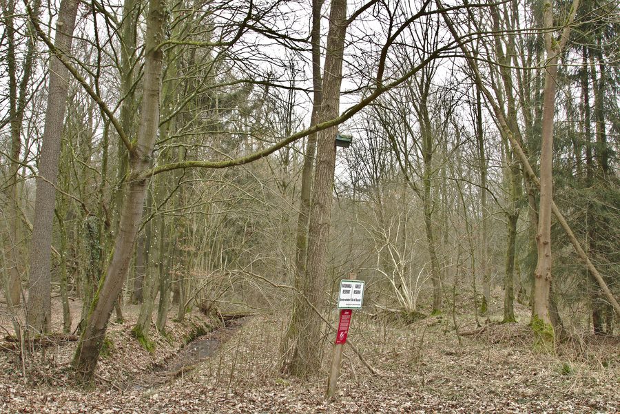 Bosco misto e fossato nella riserva naturale Bassumer Friedeholz a Holzhausen, Beckeln, Bassa Sassonia