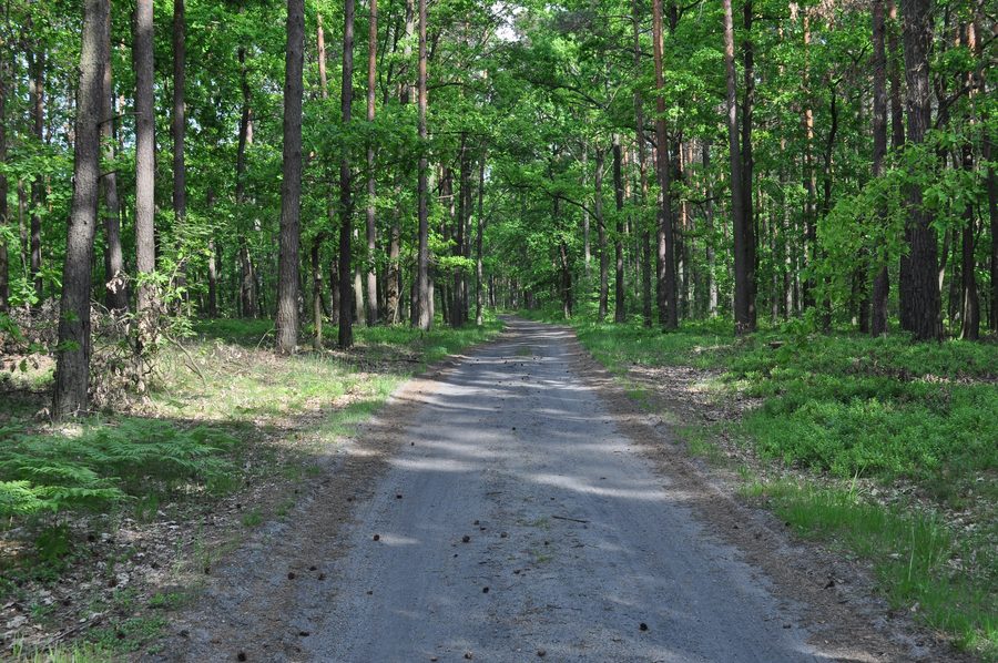 Paesaggio forestale nella Foresta di Sandomierz presso Mielec