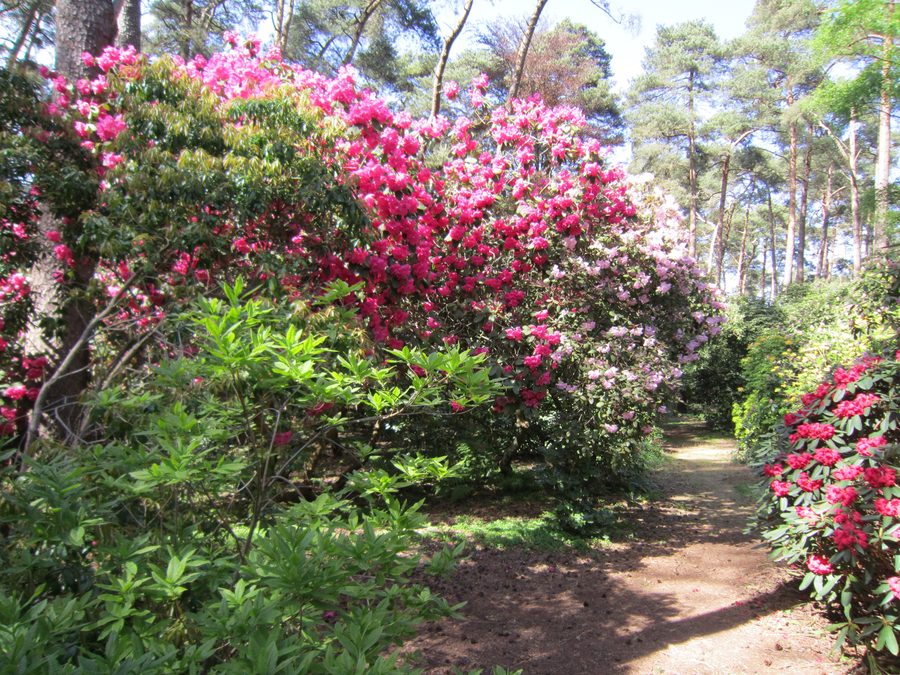 Sentiero attraverso il Rhododendronpark Hobbie a Petersfeld presso Westerstede