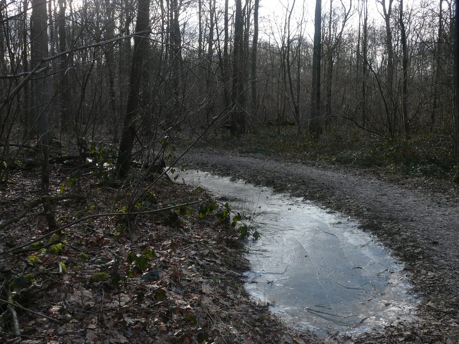 Paesaggio boschivo nell'Ulvenhoutse Bos presso Ulvenhout