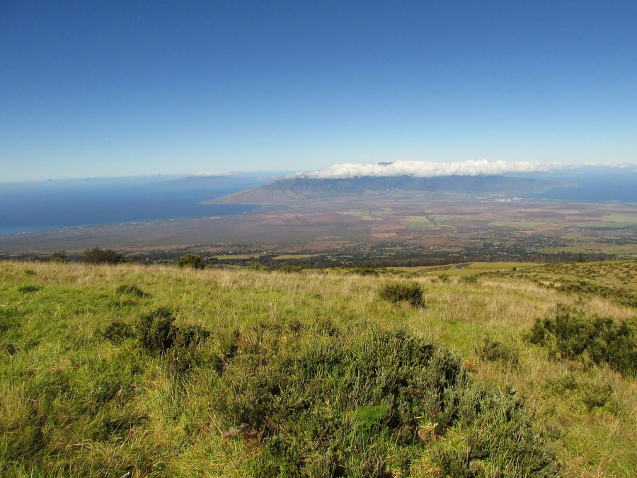 Vista sul paesaggio dell'Upcountry Maui presso Kula con eucalipti e le West Maui Mountains