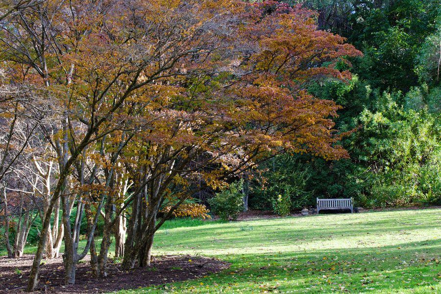 Blue Mountains Botanic Garden Mount Tomah con paesaggi di giardino e foresta pluviale