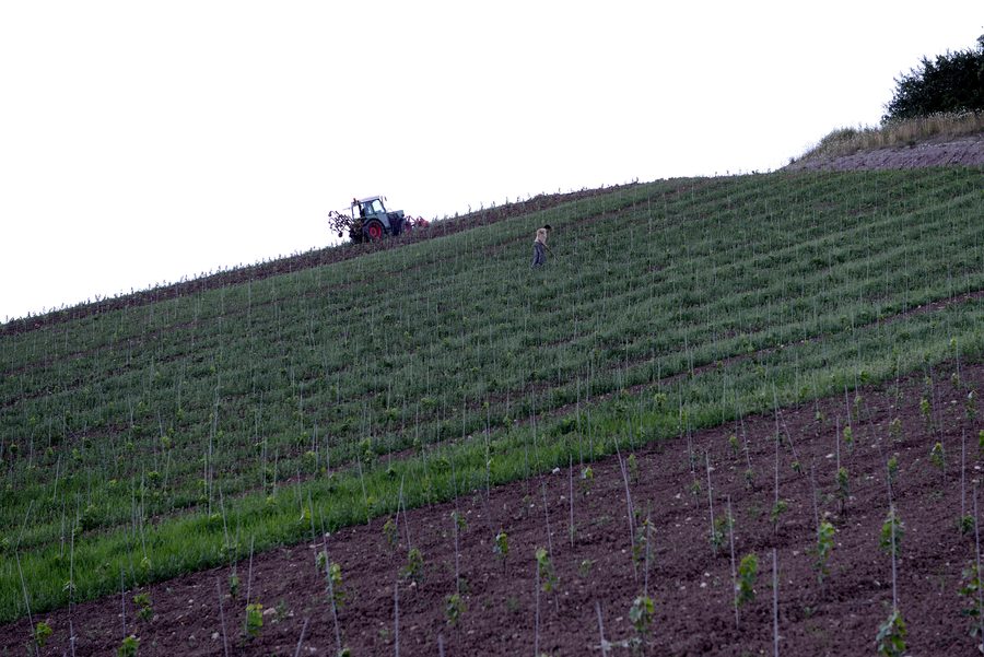Lavori nel vigneto sul Käpbierg a Remerschen.
