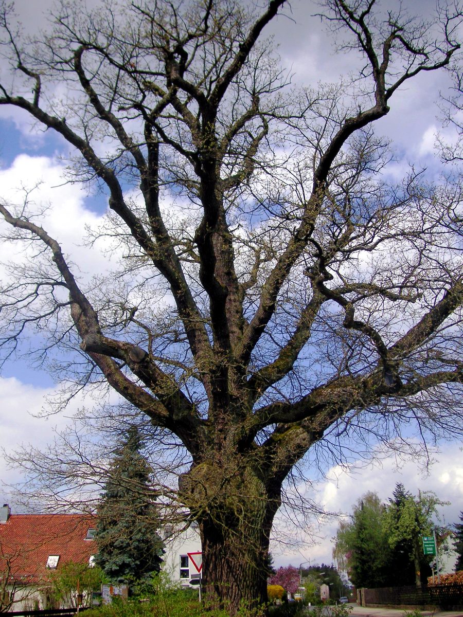 Vecchia quercia a Puschendorf a fine aprile 2006