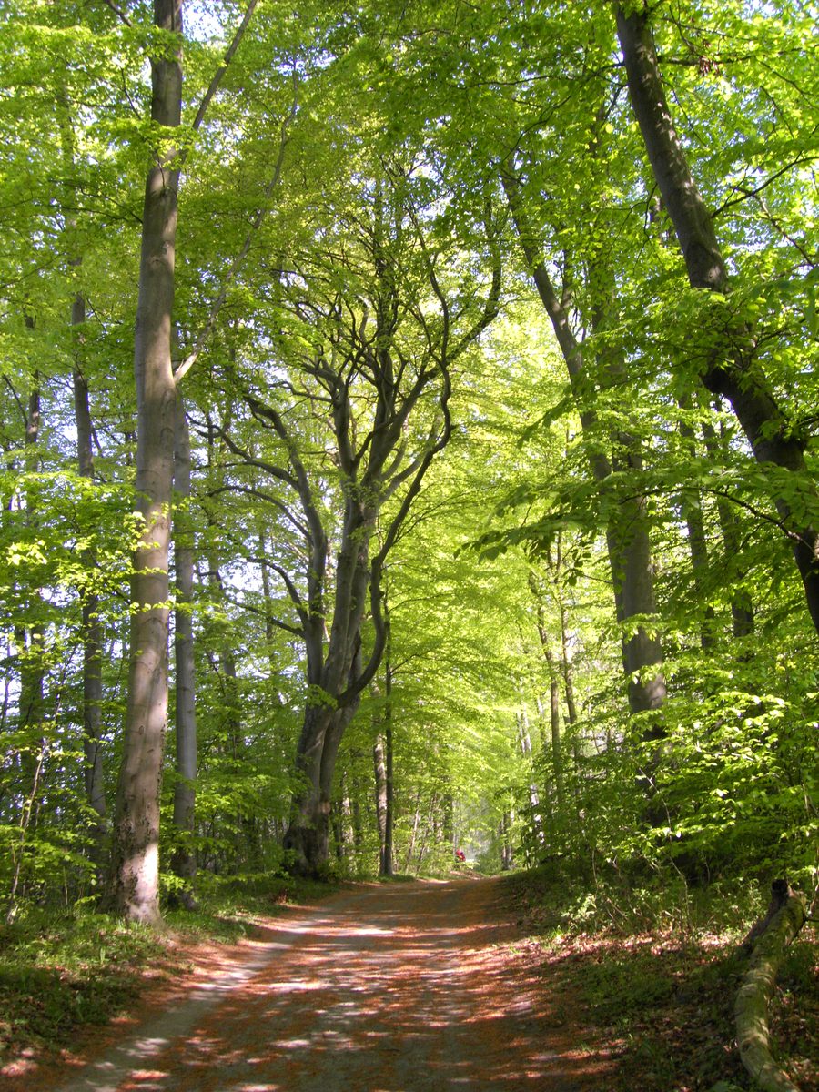 Bosco primaverile presso il Kellersee nello Schleswig-Holstein