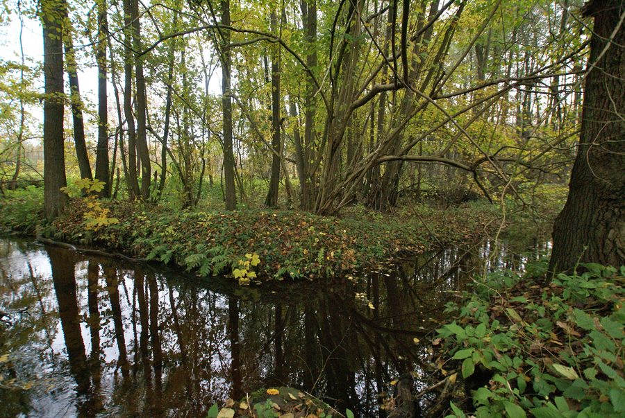 Il Mühlenau (Alster) vicino al Wassermühlenweg a Tangstedt, Stormarn