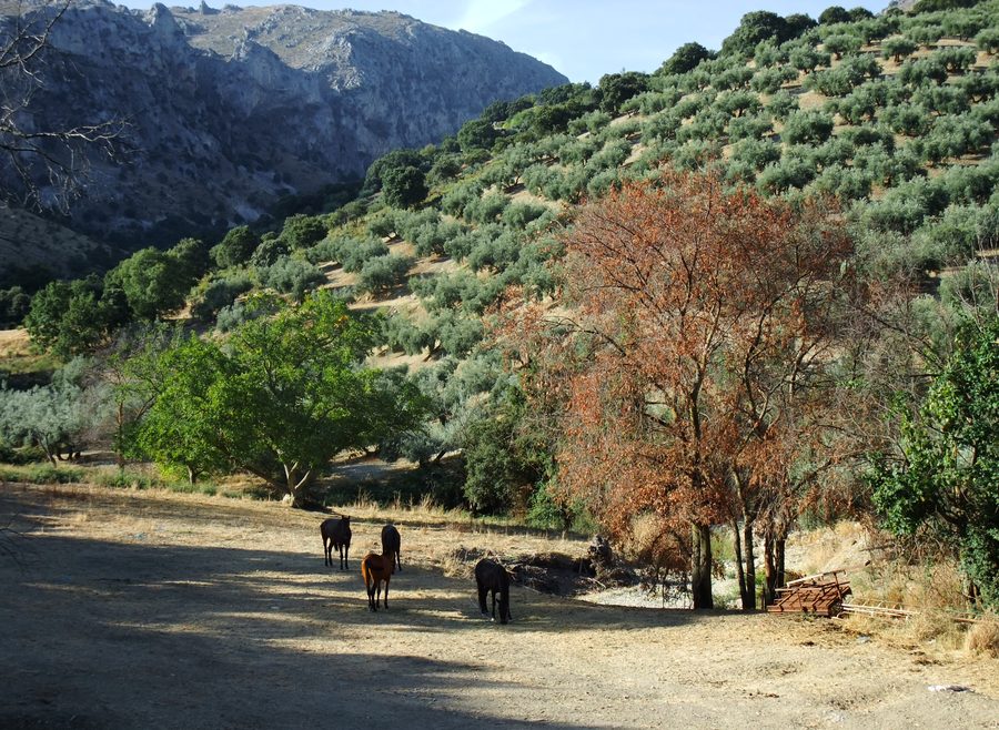 Paesaggio in Andalusia a sud di Carcabuey con montagne e oliveti