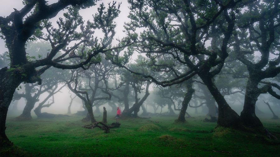 Fitta foresta di Laurissilva a Fanal, a Madeira