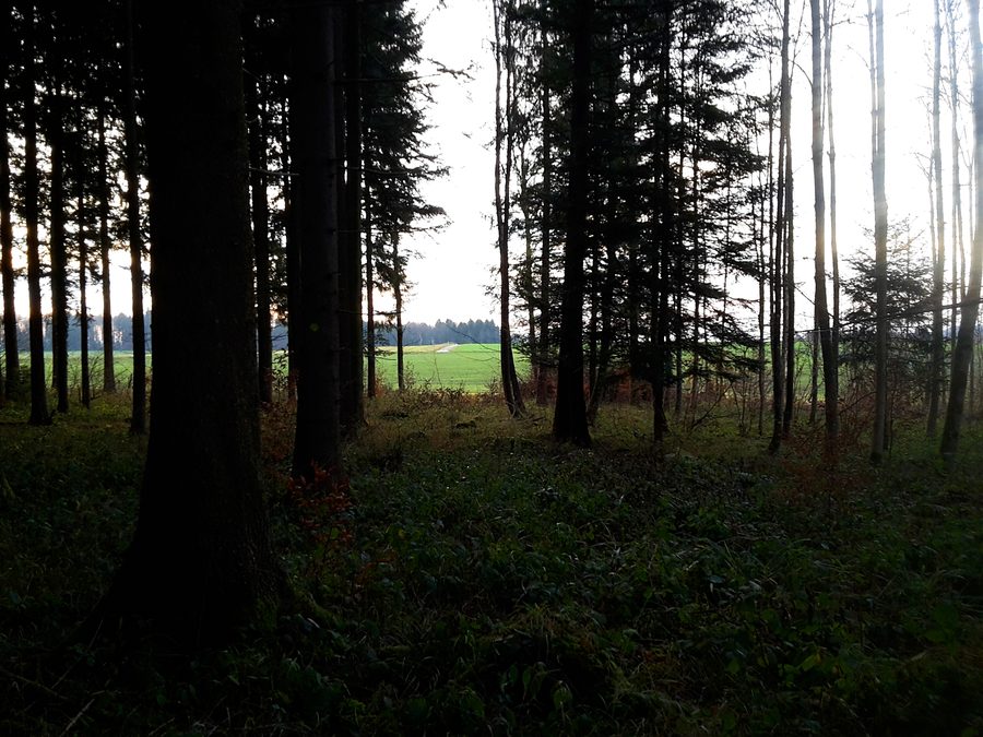 Vista dal bosco Hauzopf sulla Grossmatt a Rudolfstetten-Friedlisberg