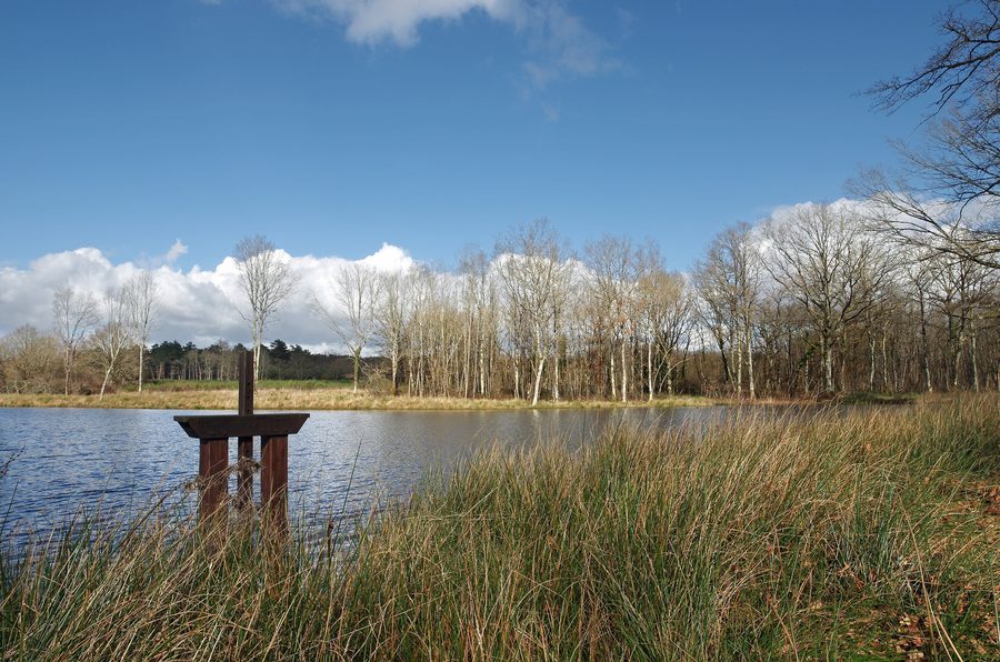 Stagno nella Sologne presso Chaumont-sur-Tharonne nel dipartimento del Loir-et-Cher