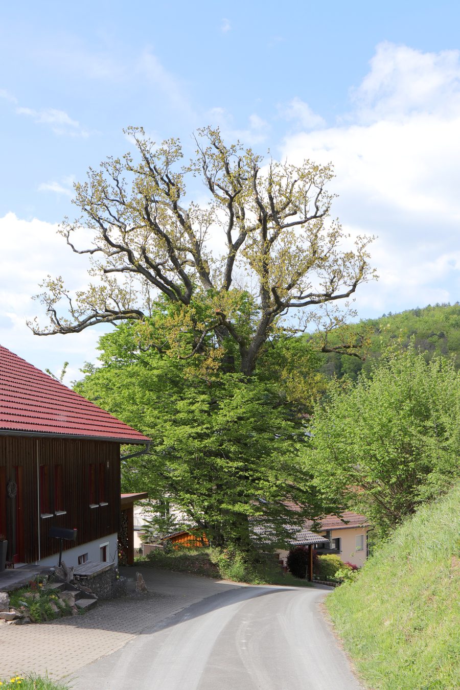 Due querce peduncolate presso Sommerkahl nel Parco Naturale dello Spessart bavarese