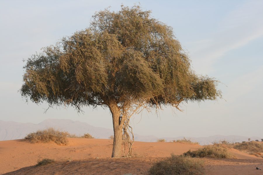 Paesaggio desertico nell'emirato di Ras Al Khaimah