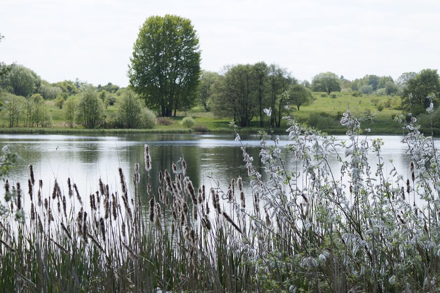 Großer Weidenteich con fascia di canneto nella riserva naturale