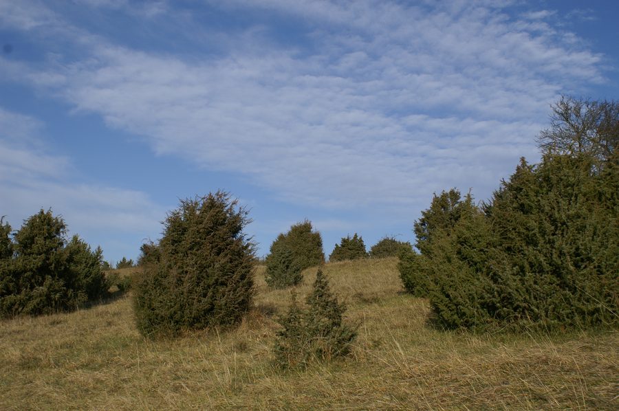 Brughiera di ginepri nella riserva naturale Mönchsteig presso Aichen