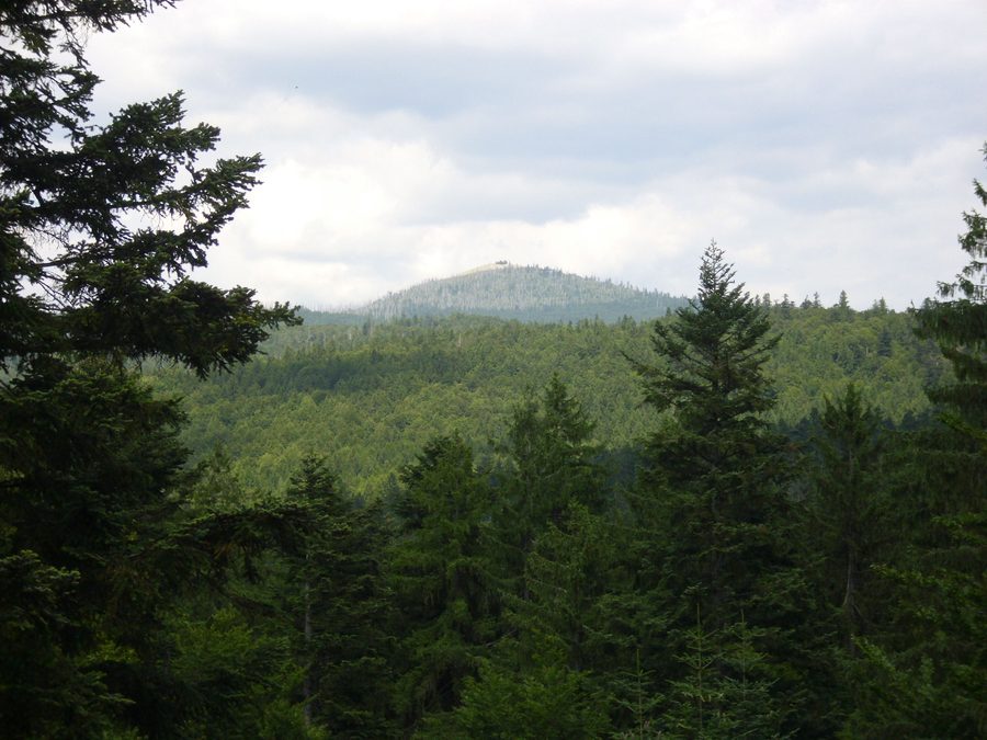 Sentiero tra le cime degli alberi nella Foresta Bavarese che attraversa il bosco