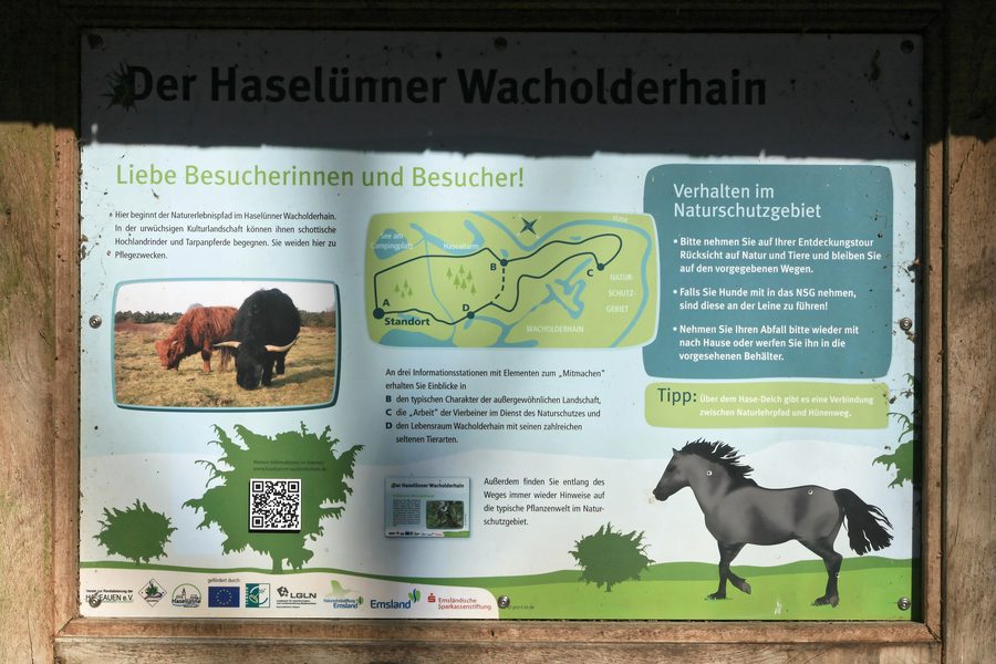 Il Wacholderhain di Haselünne con arbusti di ginepro e vegetazione di brughiera