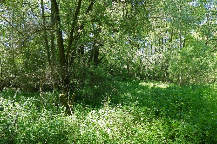 Area umida nella zona Im Heimbühl a Oberboihingen