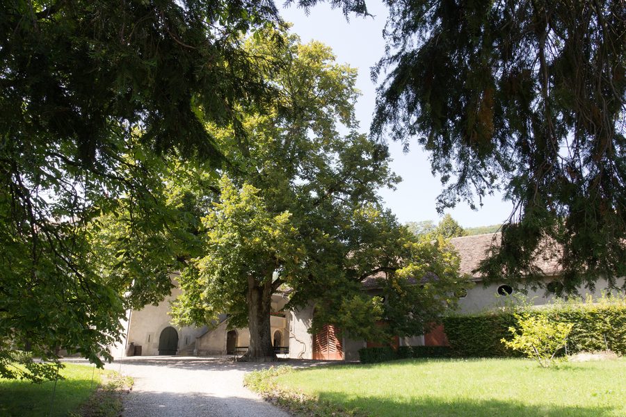 Accesso al castello di Luins con strada sterrata e prato