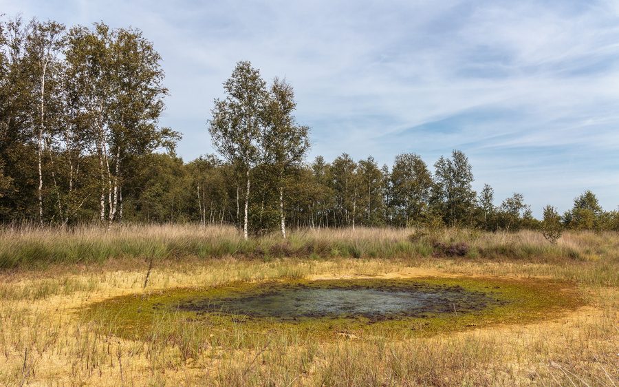 Lago di torba con torbiera in crescita nel Bargerveen Meerstalblok