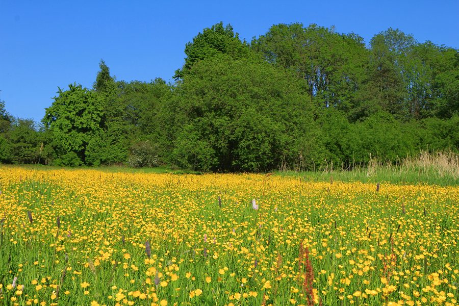 Paesaggio nella riserva naturale Babinské louky presso Malečov