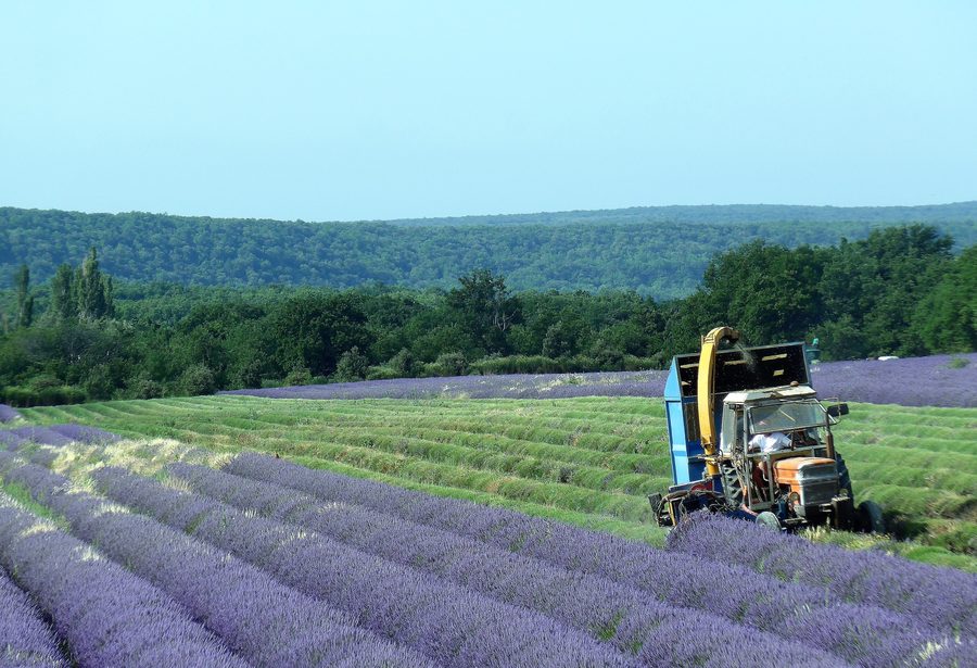 Raccolta della lavanda nella Drôme Provençale