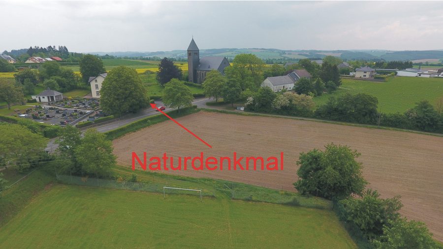 Tiglio nel cimitero di Olmscheid