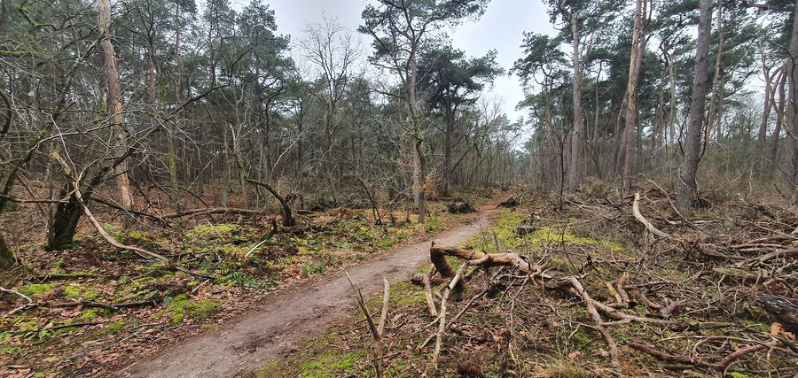 Bosco al margine delle Loonse en Drunense Duinen presso Giersbergen