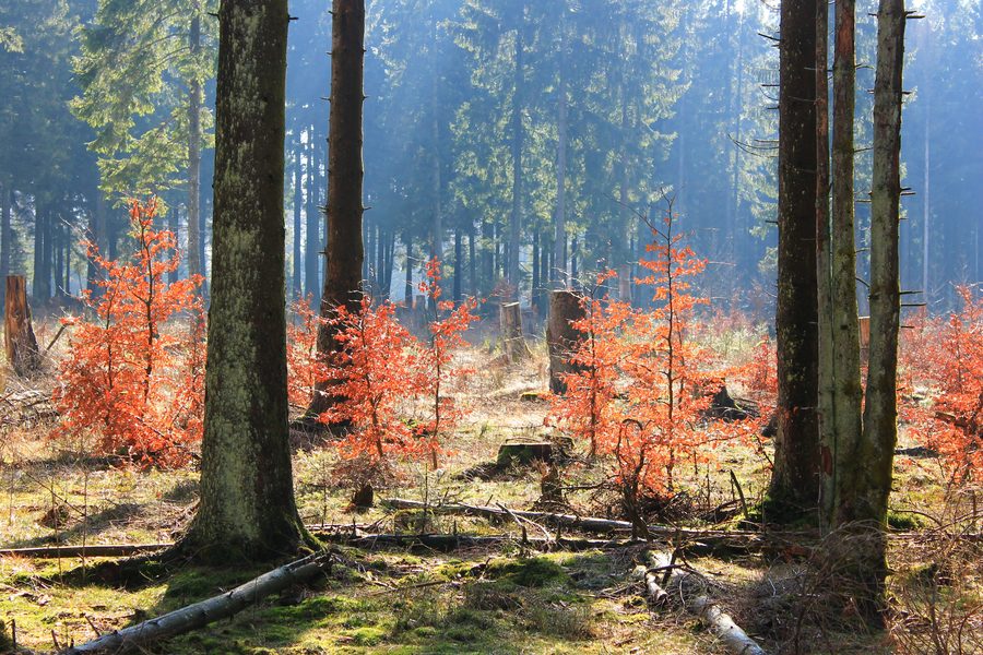 Faggi giovani nel fogliame autunnale vicino allo Sandkopf nel Parco Nazionale dell'Hunsrück-Hochwald