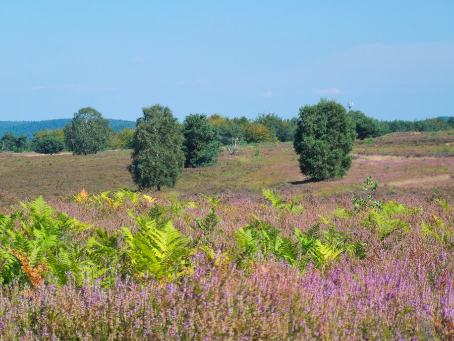 Paesaggio in fiore nella Mehlinger Heide in Renania-Palatinato
