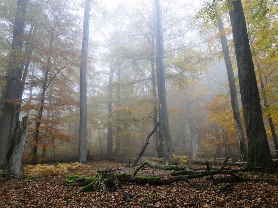 Nebbia tra antichi faggi e querce nello Spessart presso Rohrbrunn