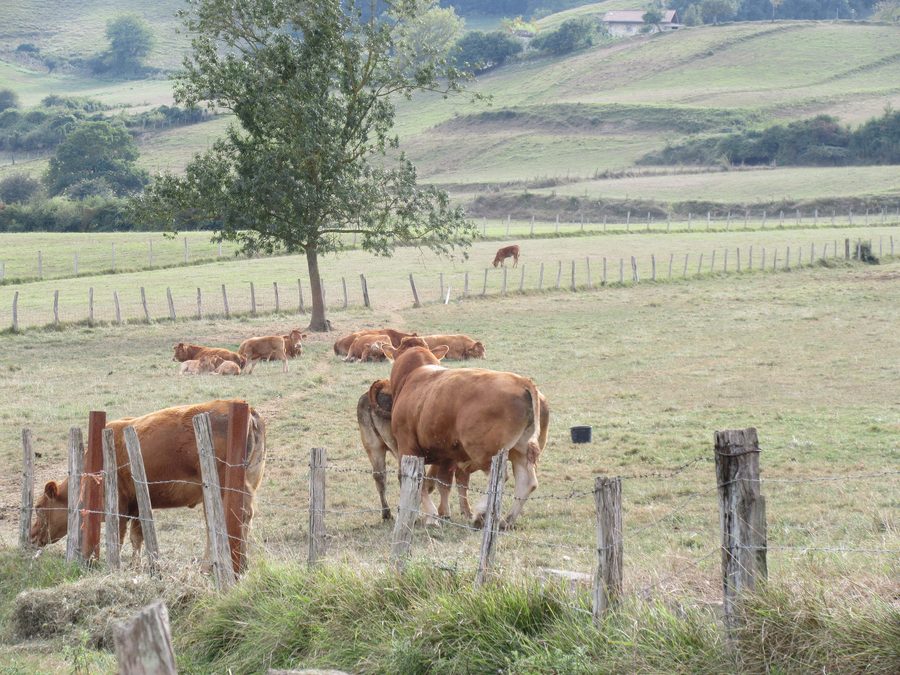 Bovini al pascolo in Amurrio, Álava