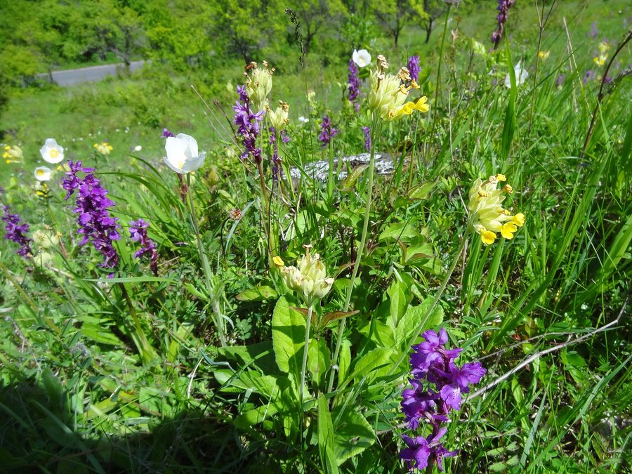 Piante fiorite nella riserva naturale Dünsberg presso Oberelsbach
