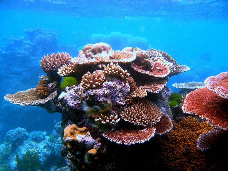 Formazione corallina al Flynn Reef, parte della Great Barrier Reef vicino a Cairns