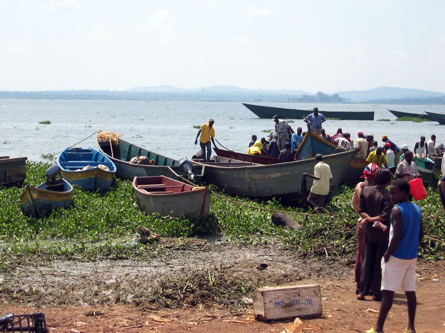 Barche da pesca che rientrano al Ggaba Landing Site sul Lago Vittoria in Uganda