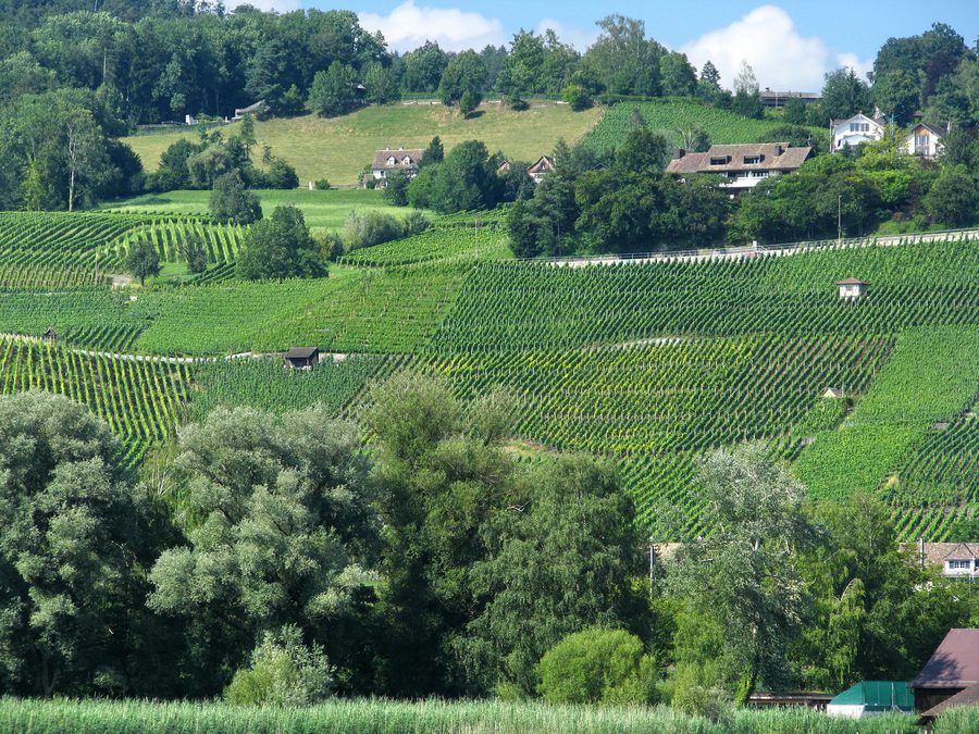 Riva del Lago di Zurigo presso Männedorf con vigneti e il Pfannenstiel sullo sfondo