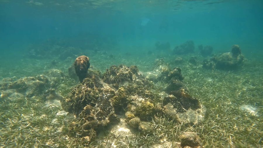 Coralli vicino a Roatán