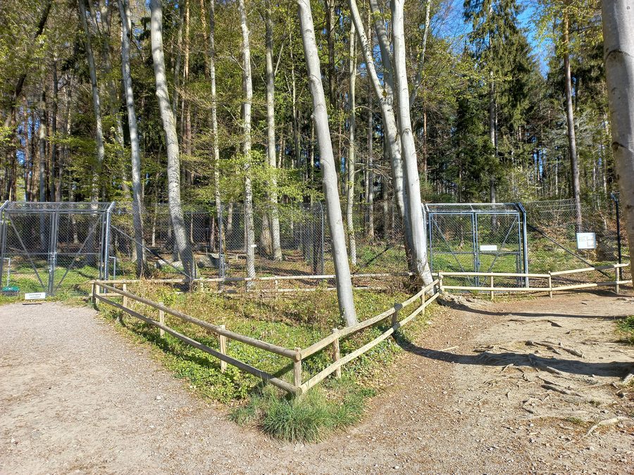 Lupo nel parco faunistico di Feldkirch in Vorarlberg
